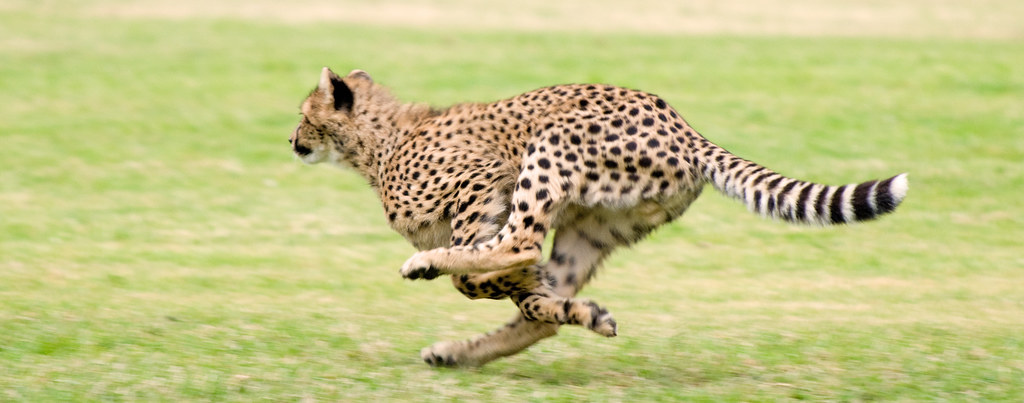 cheetah cubs energy