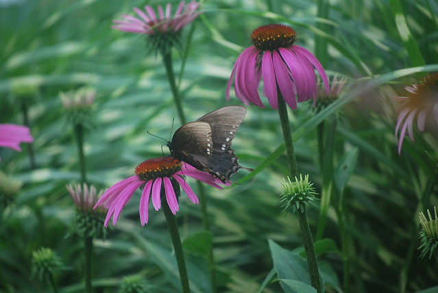 coneflowers and butterfly