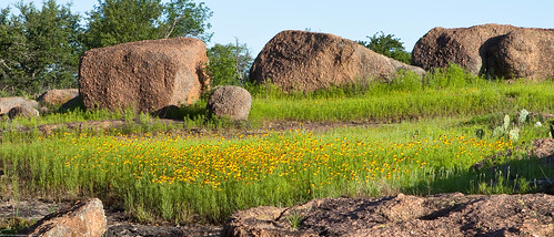rocks tx wildflowers hillcountry prairieconeflower llanoco