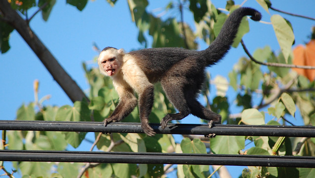 White-throated Capuchin. Costa Rica.