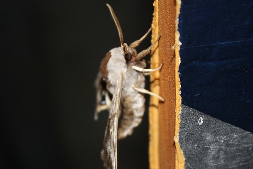 moth oneeyedsphinx smerinthuscerisyi