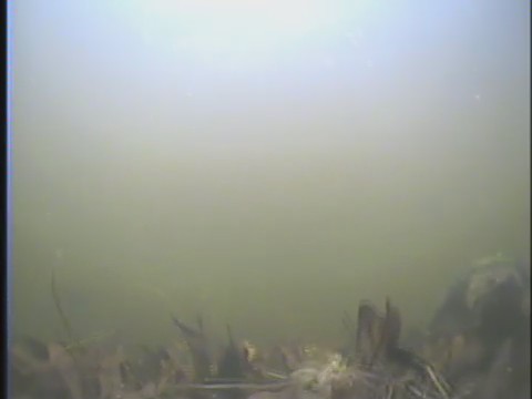 lake underwater turtle michigan biting vicksburg snappingturtle sunsetlake kalamazoocounty vicksburgmichigan