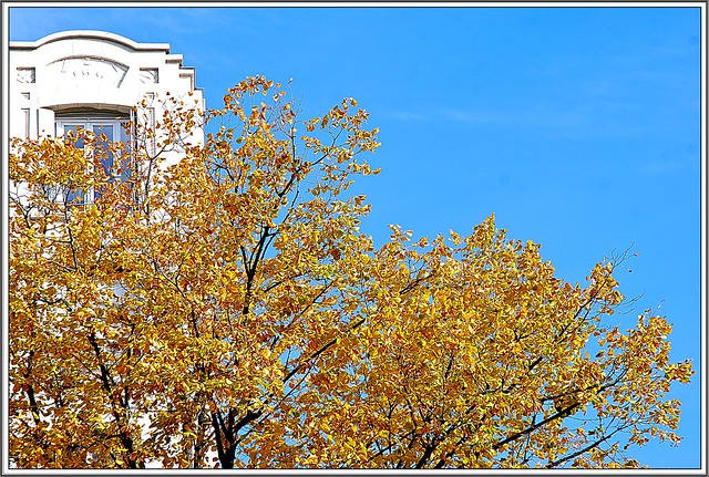 15 - 31 octobre 2010 Maisons-Alfort Avenue du Général Leclerc Arbres aux couleurs d'automne