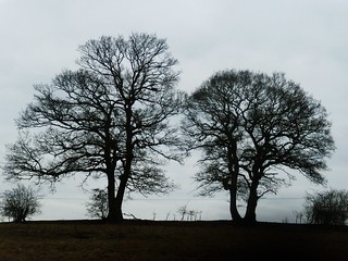 Two trees On the golf-course stretch, Welwyn Circular 