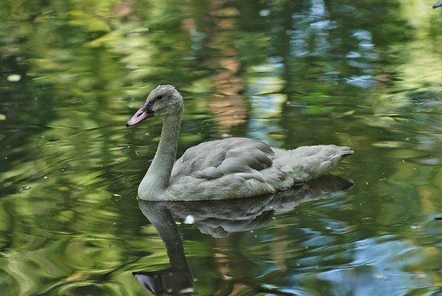 Monet Cygnet - Young Trumpeter Swan