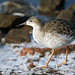 Flickr photo 'Ruff in the Snow, Martin Mere January 2010' by: Gidzy.