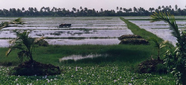 India, Kerala, Kumarakom