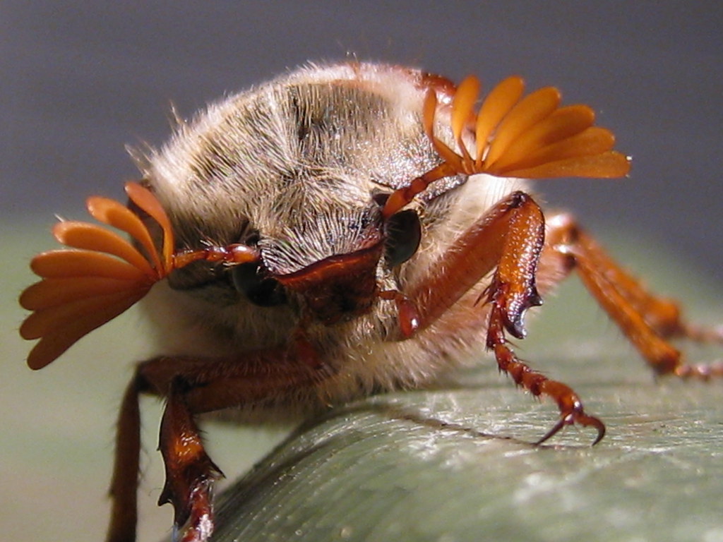 Cockchafer Beetle | Caught this critter on my wheelie bin la… | Flickr