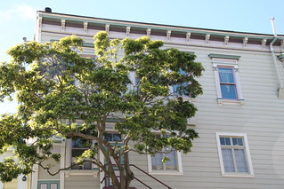Front door tree