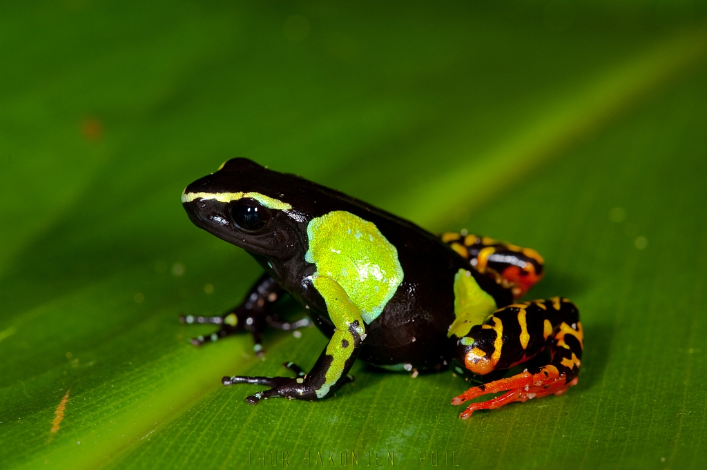 Mantella madagascariensis | A Madagascan Mantella. Ranomafan... | Flickr