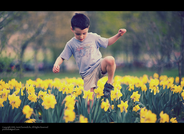 Tiptoe Through the Daffodils