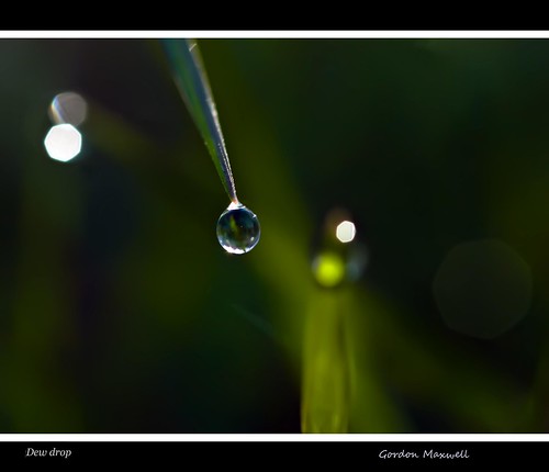 Dew drop by G. Maxwell
