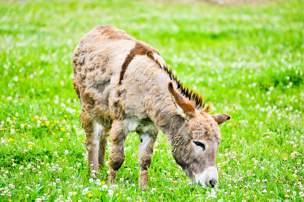 Alstede Farms - 20100612-JAP_3223