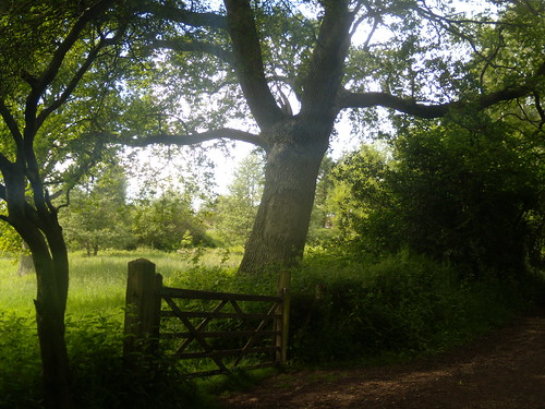 Gate and tree Ashurst Circular