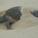 Sea turtle covers herself with sand to hide from us