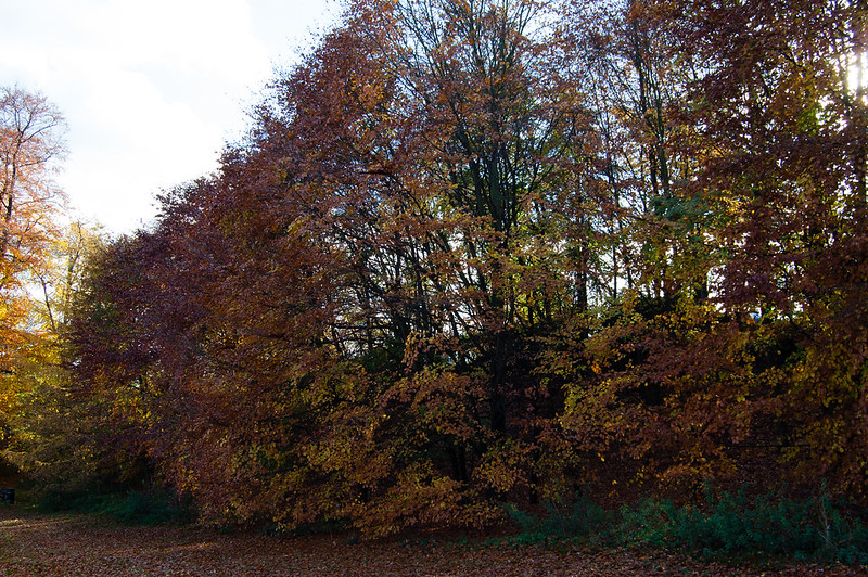 Autumn trees
