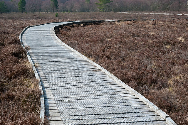 Path over Red Moss