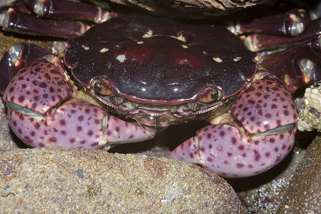 Hemigrapsus nudus, Purple Shore Crab