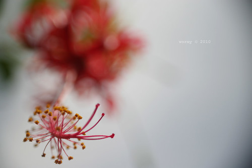 Stamens and Pistil. | by wormy lau