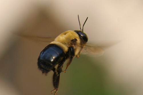macro flying bee bumblebee sick toomuch 480mm sigma70300mm abigfav