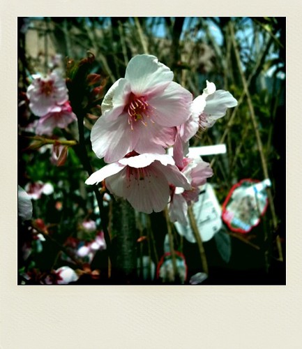 お店の桜 Posted By Twitter Com Bryankn Iphone トイカメラアプリ Kota Dad Flickr