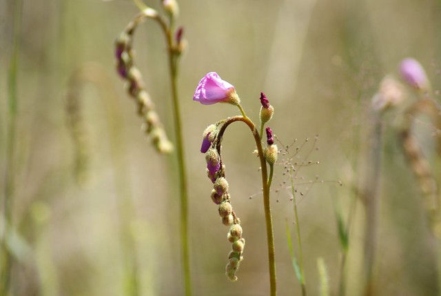Drosera tracyi in bloom - Yellow River Marsh Preserve State Park