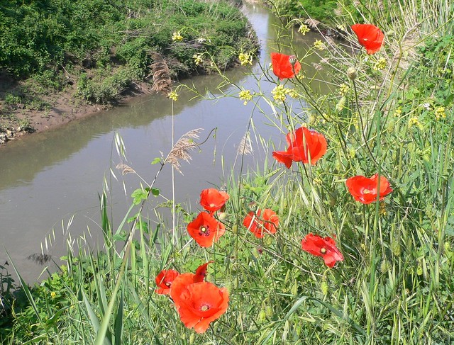 Poppies along the river