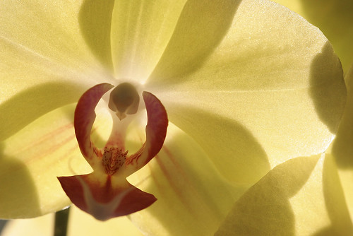 Orchid Light by mambolou