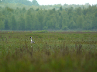 Common Crane, Gugny, Biebrzański Park Narodowy, Polska