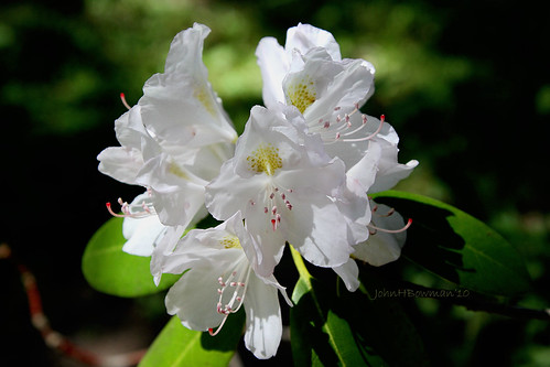 may westvirginia 2010 springblossoms rhododendrom canon24105l greenbriercounty