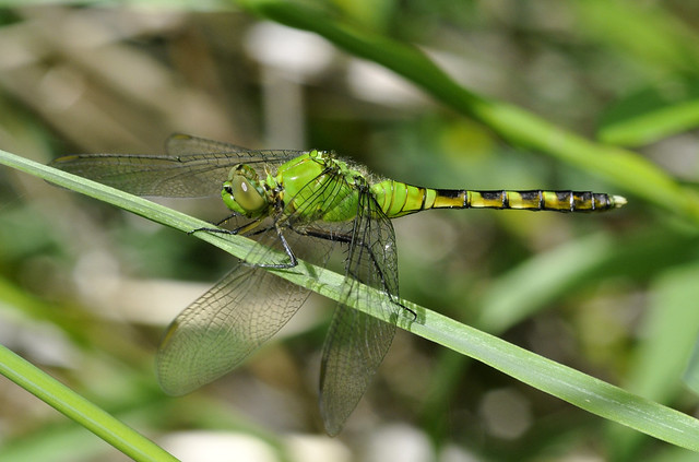 Dragonfly - Eastern Pondhawk, Female