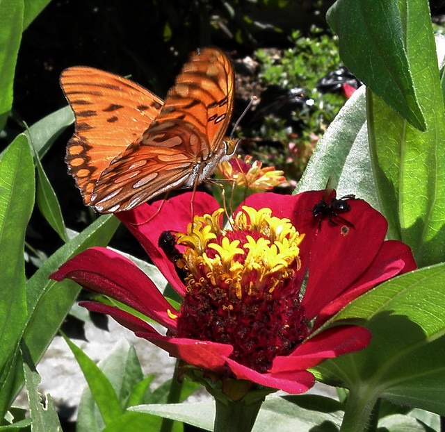 Mariposa en flor / Butterfly on flower (Agraulis vanillae)