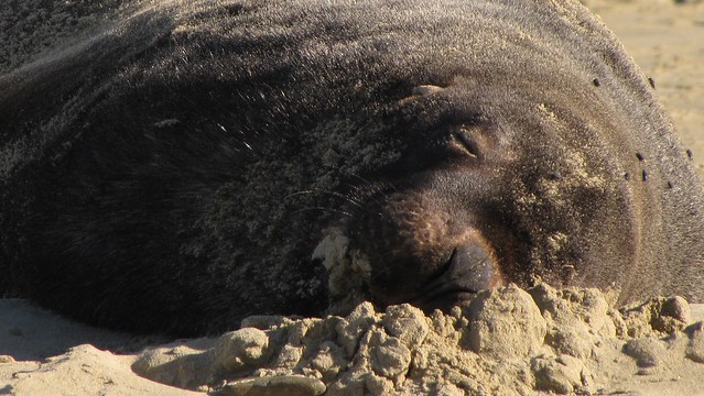 Close-up of a New Zealand Sea Lion