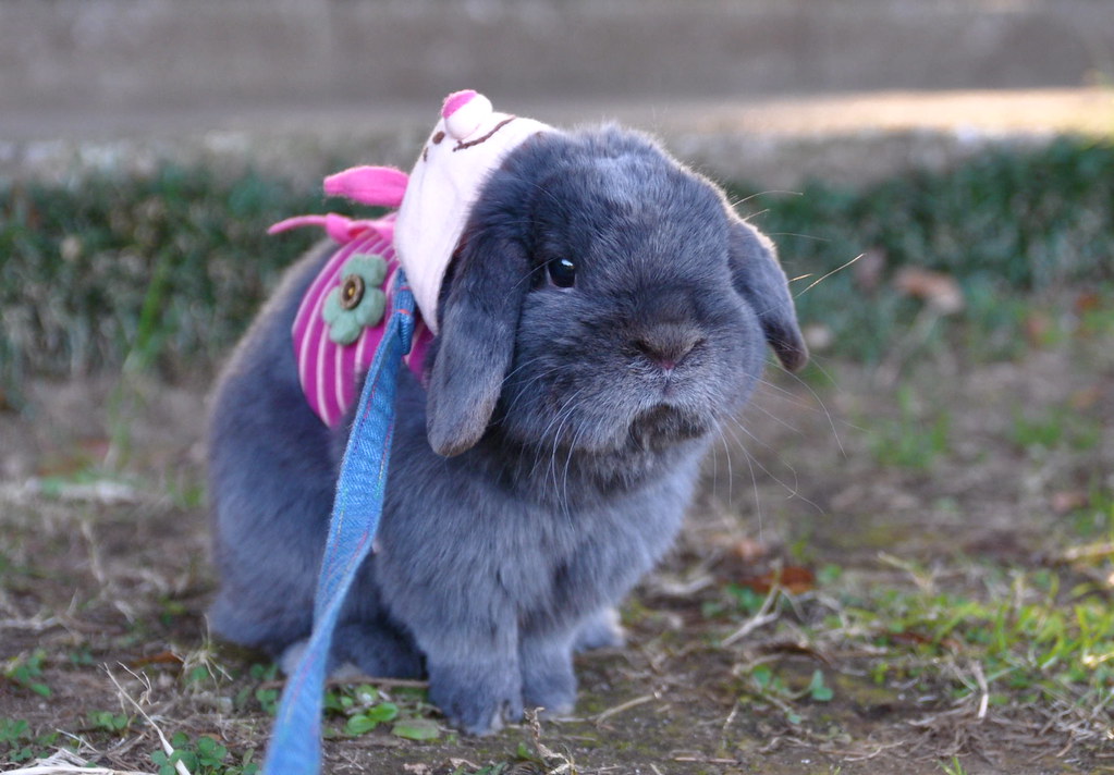 Suprr Rabbit Flickr Rabbit-1 | Flickr