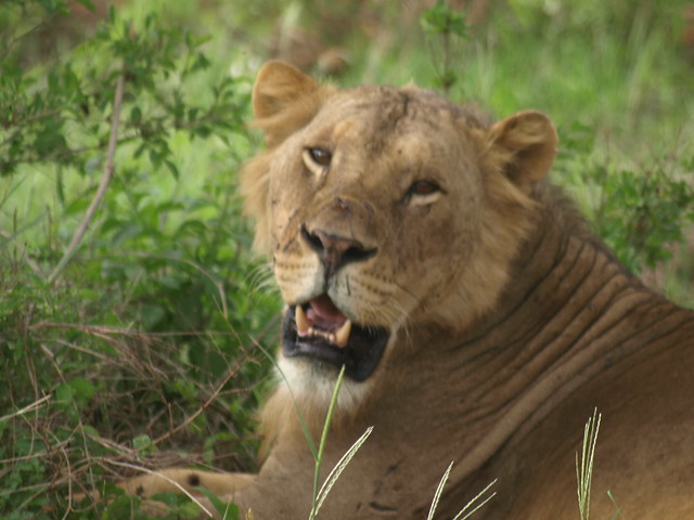 Lion Tsavo West kenya