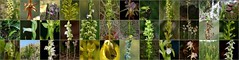Gallery European orchids mosaic 2 by Bas Kers (NL)