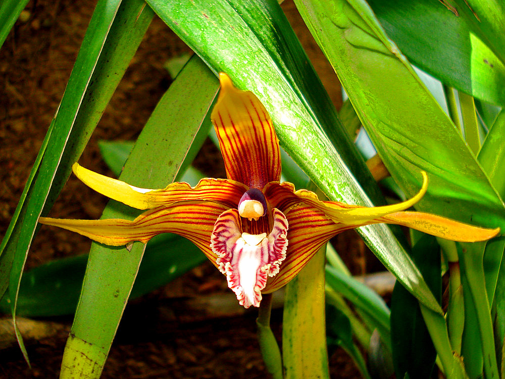 Flor Orquidea