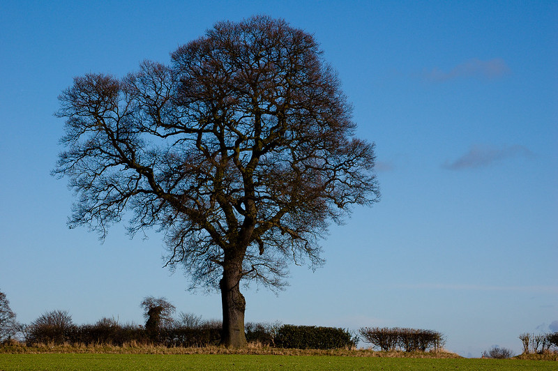Oak tree