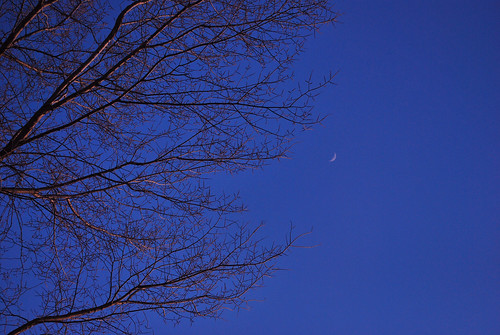 Tree & Moon by Ryan Burns Photography