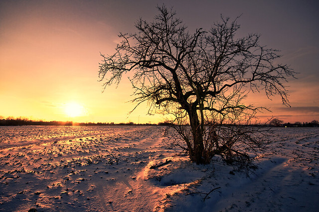 tree & snow 2