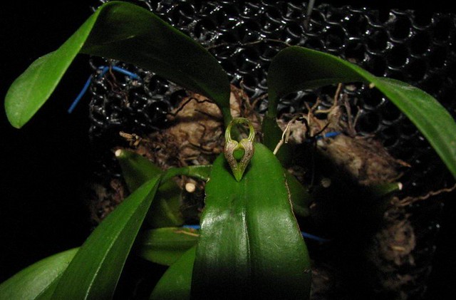 Bulbophyllum puguahaanense