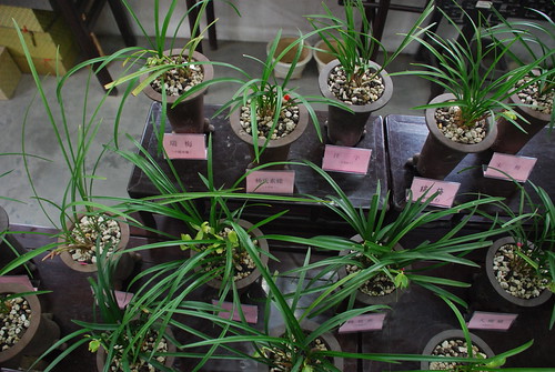 春兰 Chinese cymbidium house, Shanghai botanical garden | by citizenoftheworld