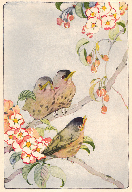 Fledgling robins illustration by Janet L. Scott