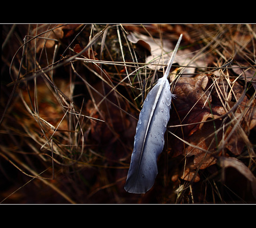 Feather by Ulf Bodin