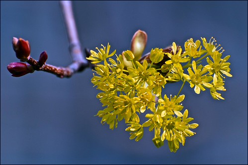 Debra Maple Debra | View Larger On Black Then the Debra Norway Maple.. W… | Flickr