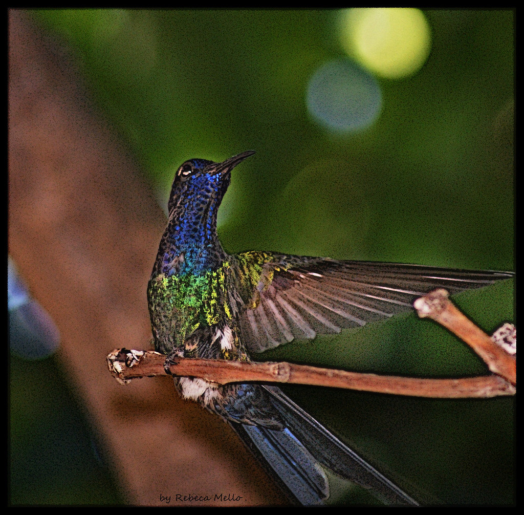 Hello from hummingbird ... by Rebeca Mello