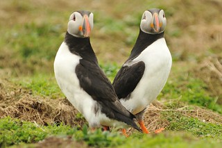 Puffins in Mating Season - Skomer Island | by Ami 211