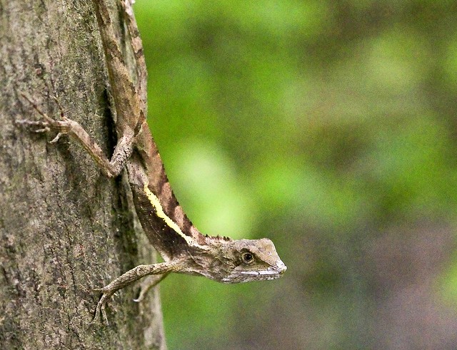 Japalura swinhonis Gunther(male) 台灣龍蜥-雄(台灣特有種)