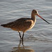 Flickr photo 'Marbled Godwit, California' by: Dave Govoni.