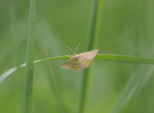 moth iowa redrock marioncounty chickweedgeometer haematopisgrataria